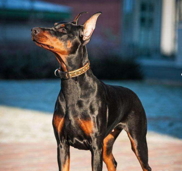 杜宾犬：世界排名前四的警犬_百科TA说