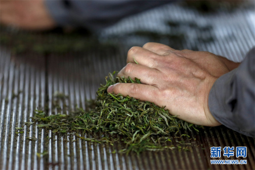 红茶（山茶科山茶属的一种）_百度百科