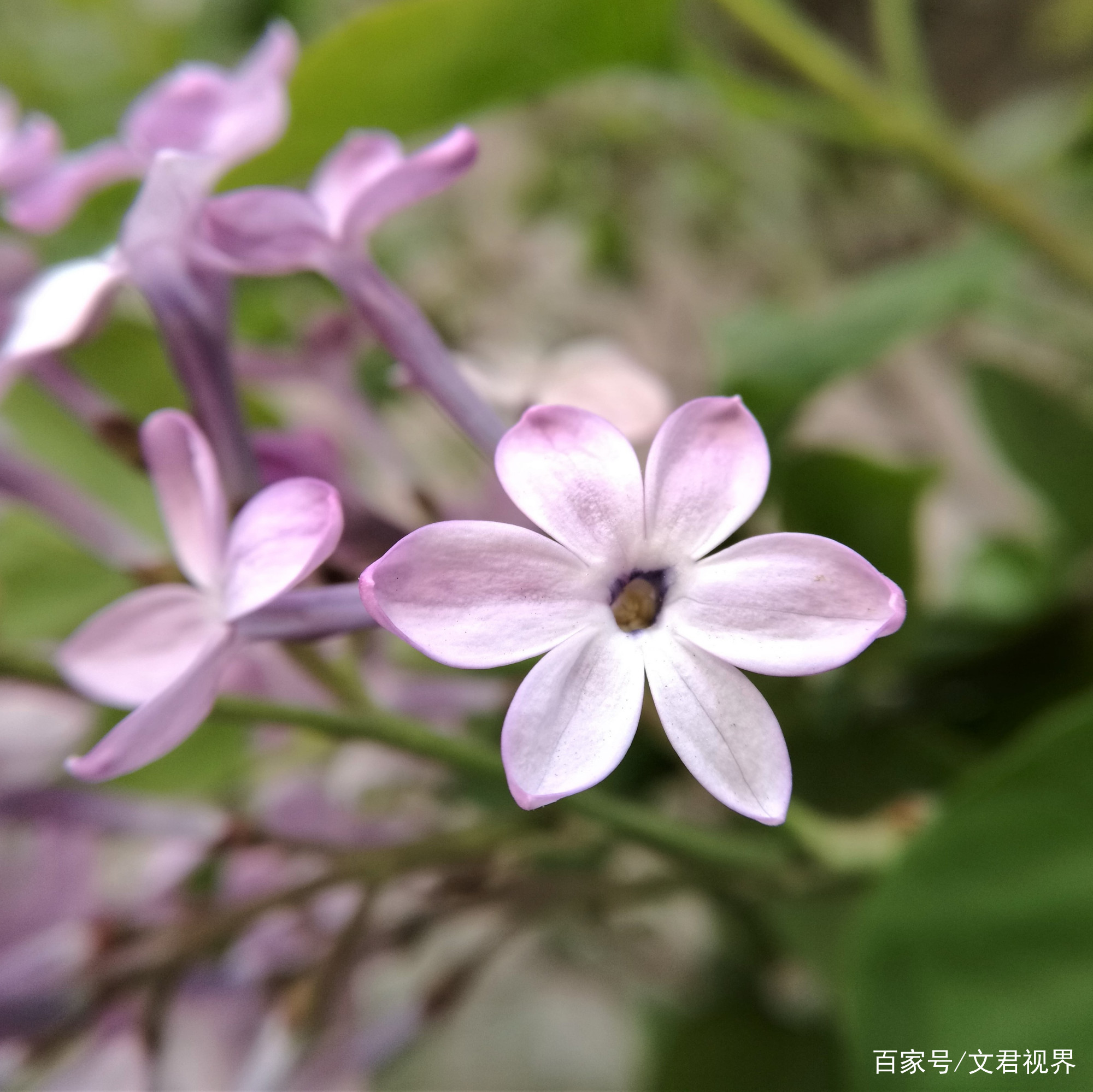 见过五瓣的丁香花吗_百科TA说