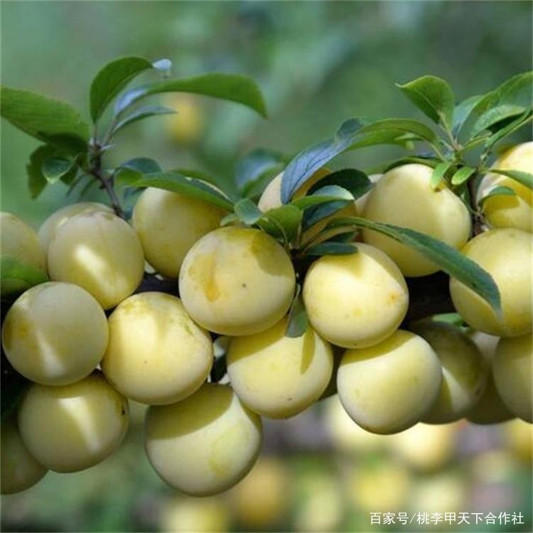 李树秋冬管理注意事项_百科TA说