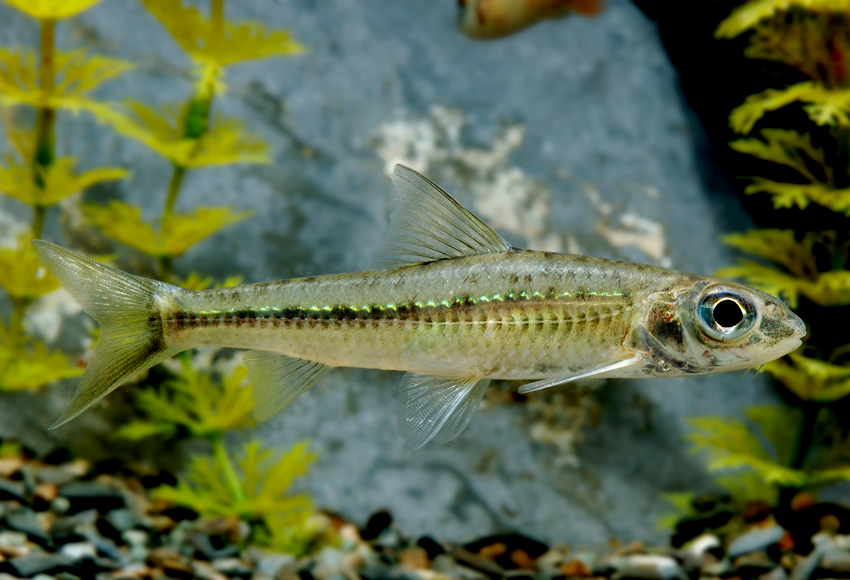 squalidus argentatus