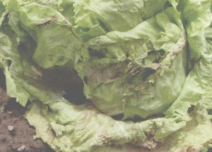 生菜软腐病