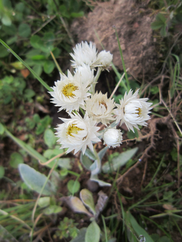 尼泊尔香青(原变种)