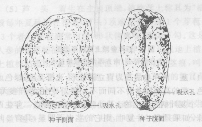 西洋参-种子