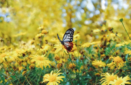原来丹麦的国花是木茼蒿 百科ta说