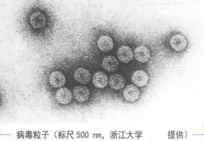 烟草黄瓜花叶病