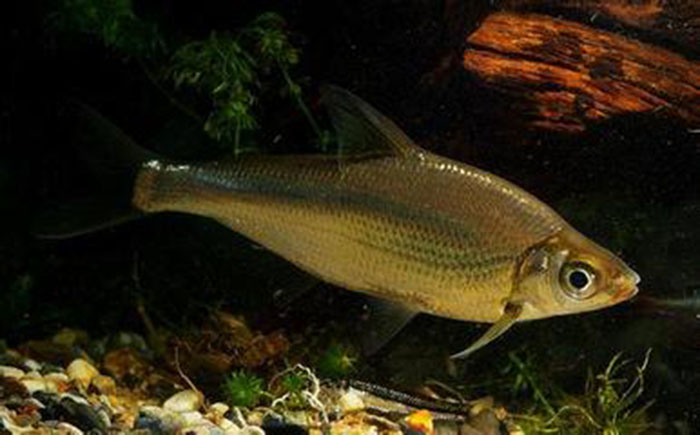 背鳍起点位于腹鳍起点的后