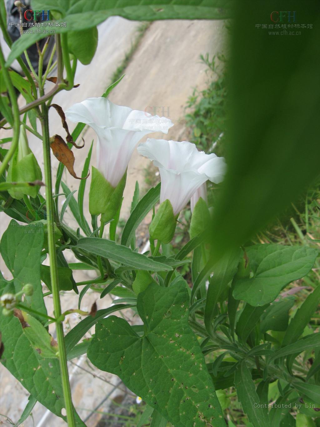  a target="_blank" href="/item/旋花科/8288354" data-lemmaid="