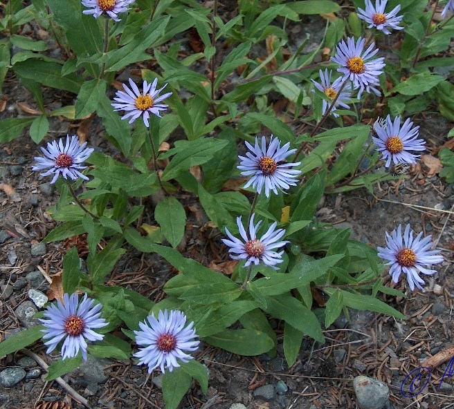是菊科紫菀属植物,有细长匍枝.