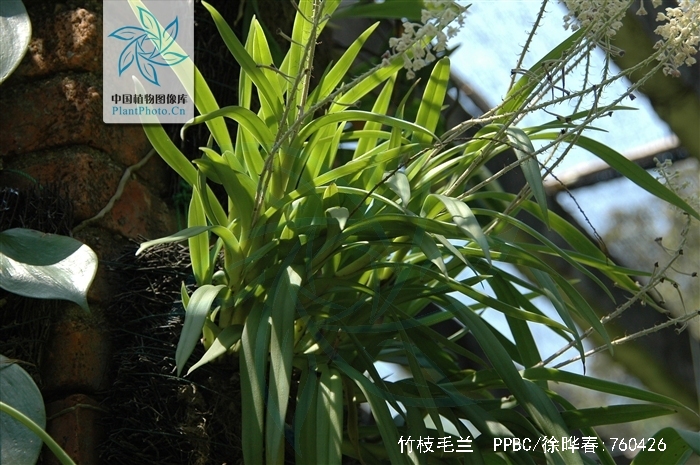  a target="_blank" href="/item/植物/142914" data-lemmaid="