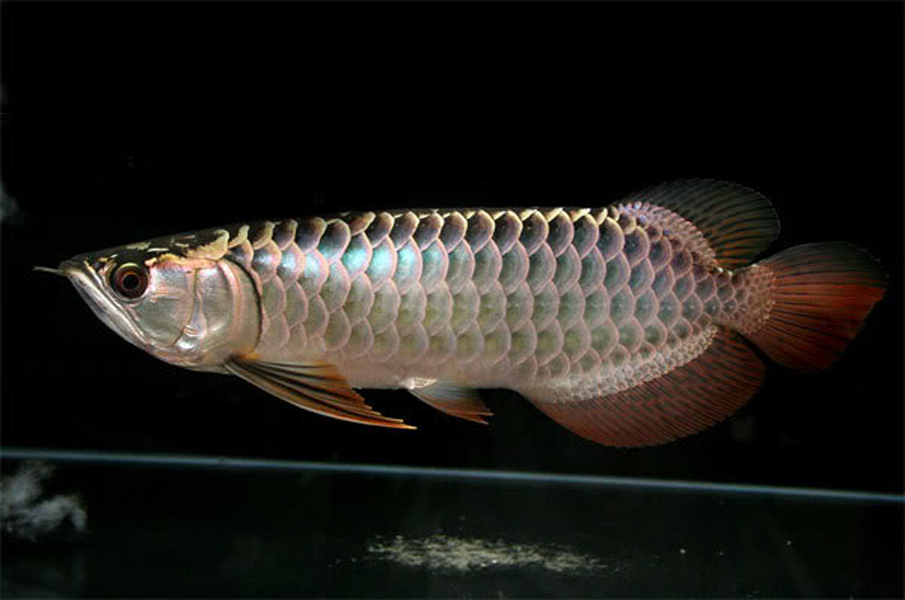 红珍珠龙鱼
