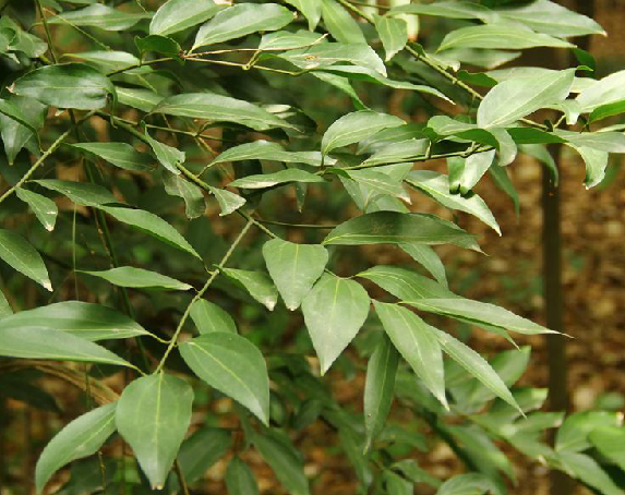 data-lemmaid="2506339">樟科 /a>植物狭叶阴香 i>cinnamomum burman