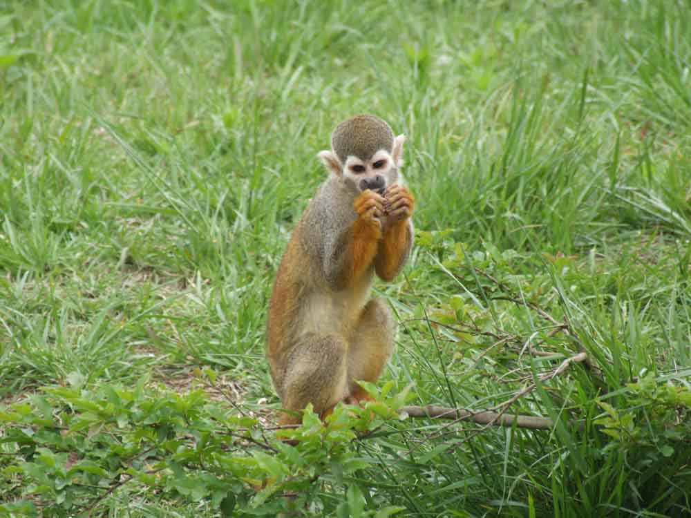black-crowned central american squirrel monkey