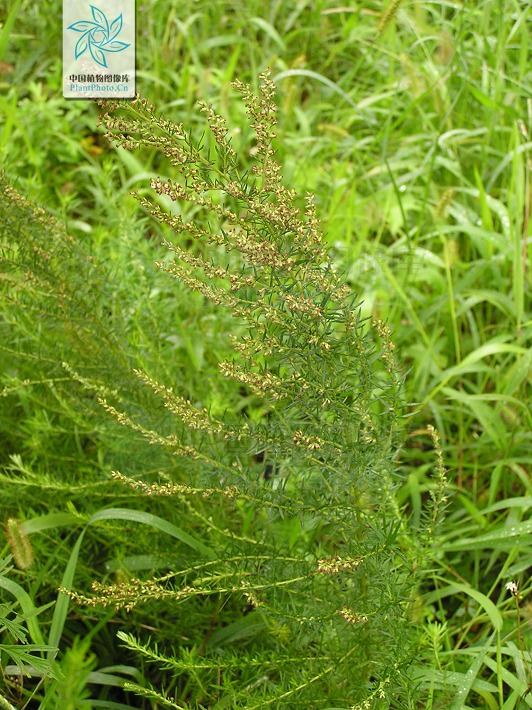  p>矮蒿,多年生草本.