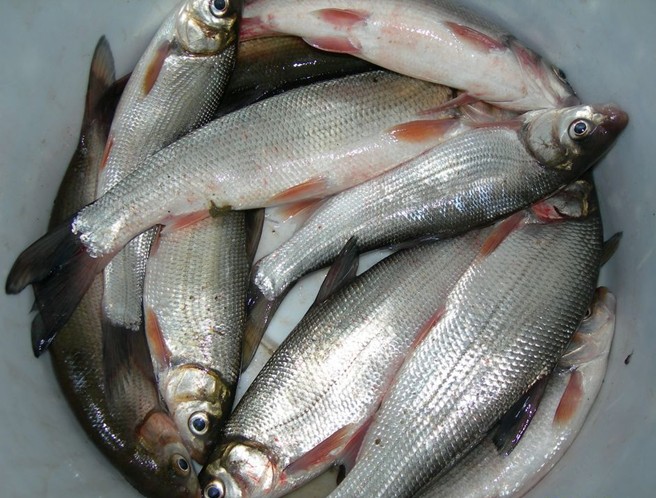 data-id="gnwfl9qof3">鲴鱼是 a target="_blank" href="/item/细鳞斜