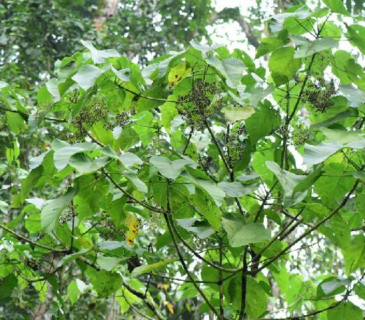  p>火麻树(学名: i>dendrocnide urentissima /i> (gagnep.