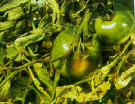 番茄晚疫病