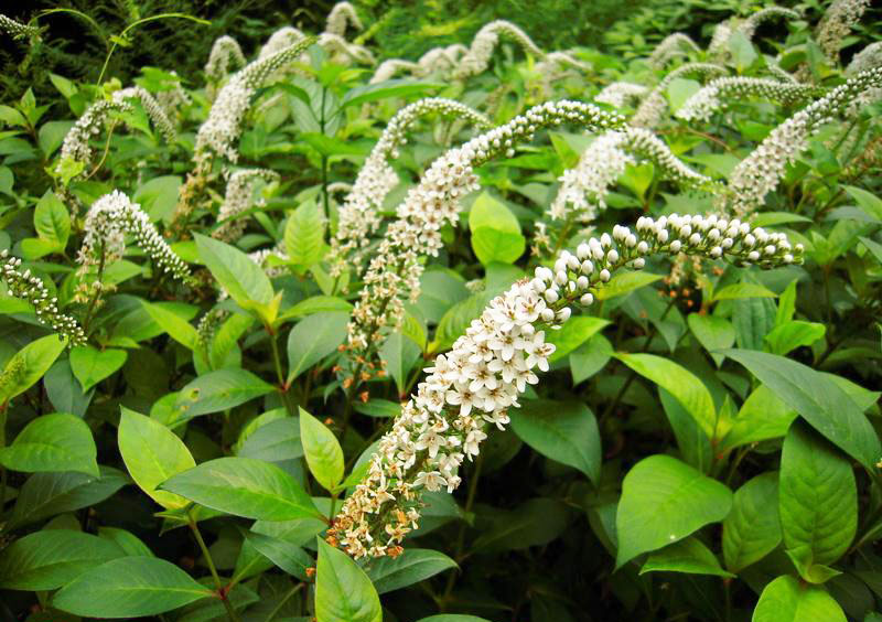  p>一年生草本,茎高0.