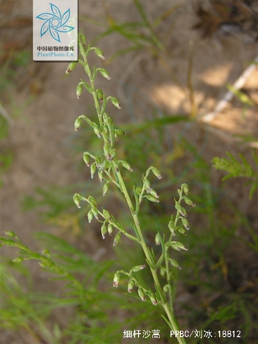  p>细杆沙蒿(学名:artemisia macilenta)是 a href="#">菊科 /a> a
