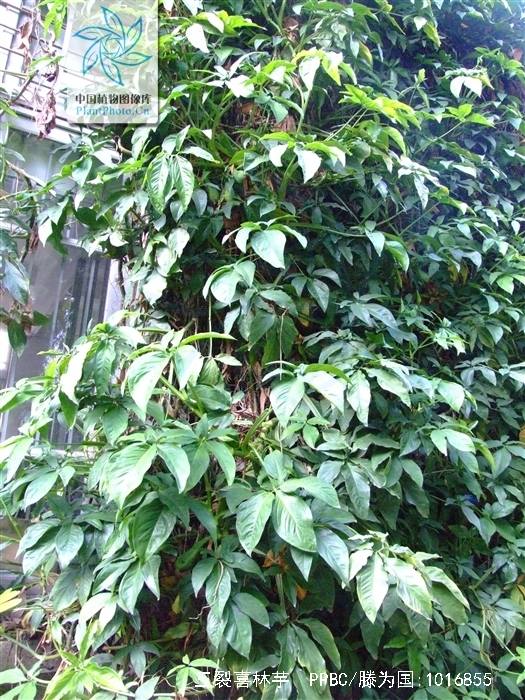  p>三裂喜林芋是一种隶属于 a href="#" data-lemmaid="6721720">