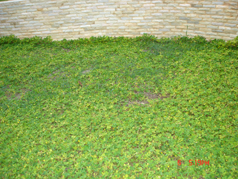 金花生 百纯百科 hun Baike