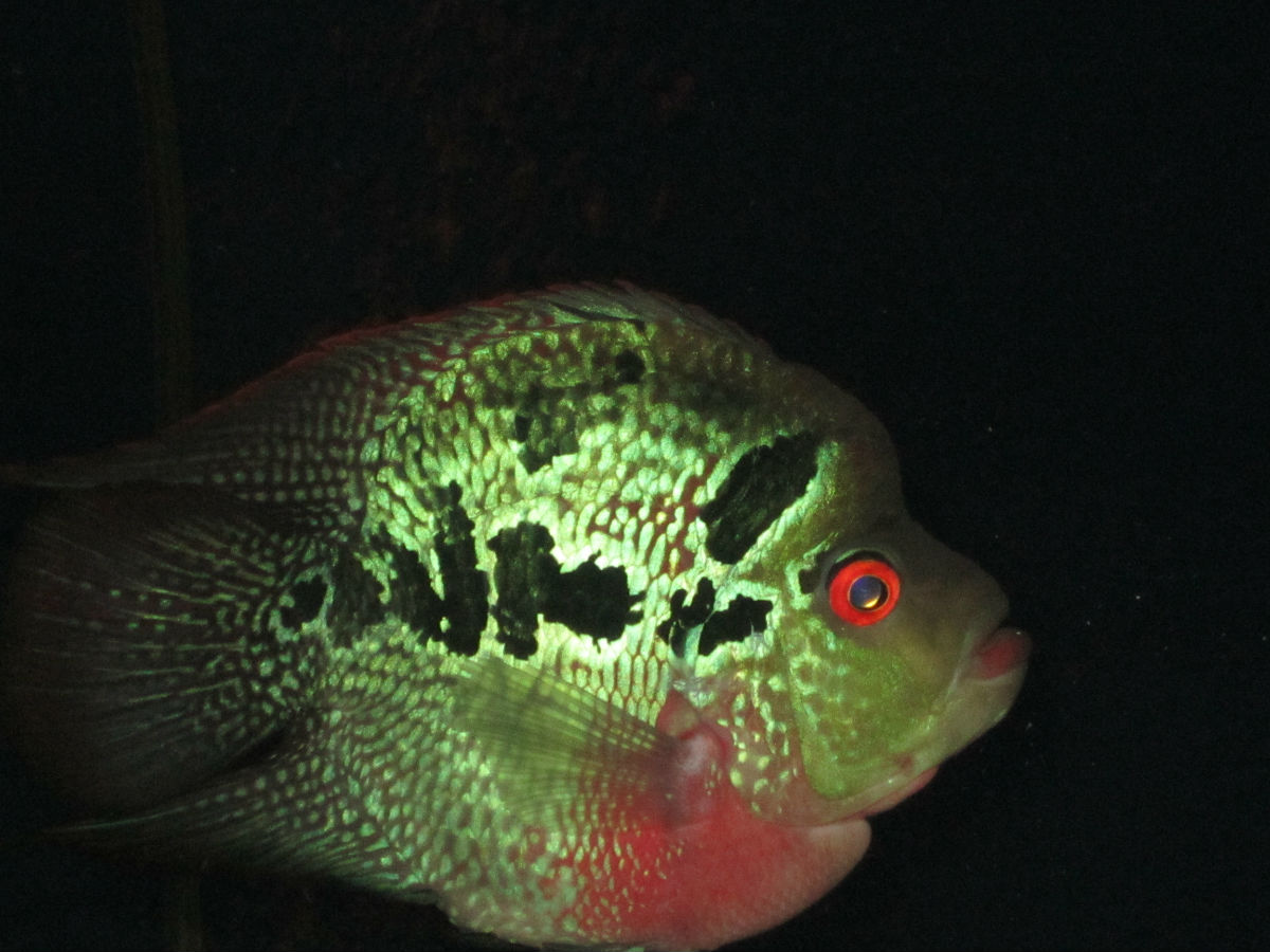  p>罗汉鹦鹉鱼是观赏鱼市场上近几年新出产的品种,系罗汉鱼与红魔鬼鱼