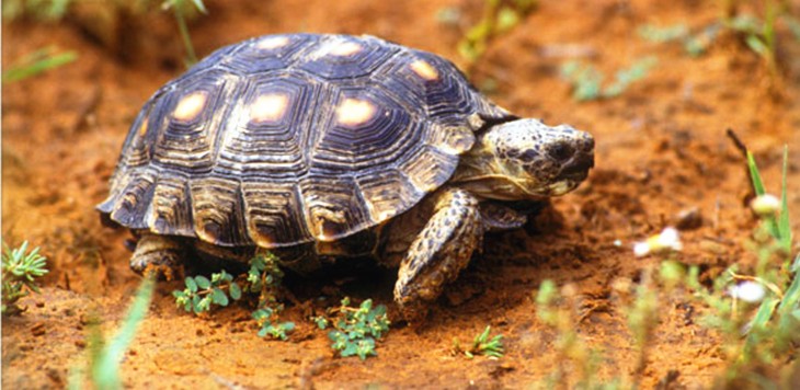 berlandiers tortoise