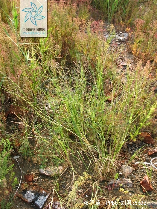 diplachne fusca (l.) beauv.