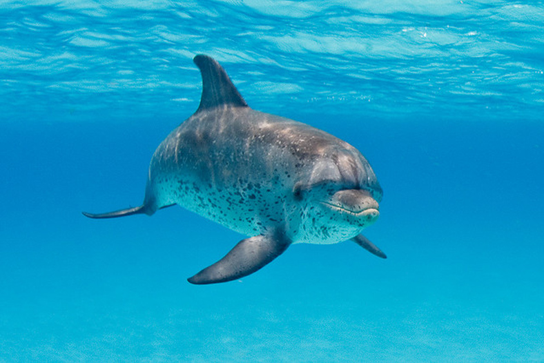  p>花斑原海豚(学名:stenella frontalis),身体呈纺锤形,体形颇似 a