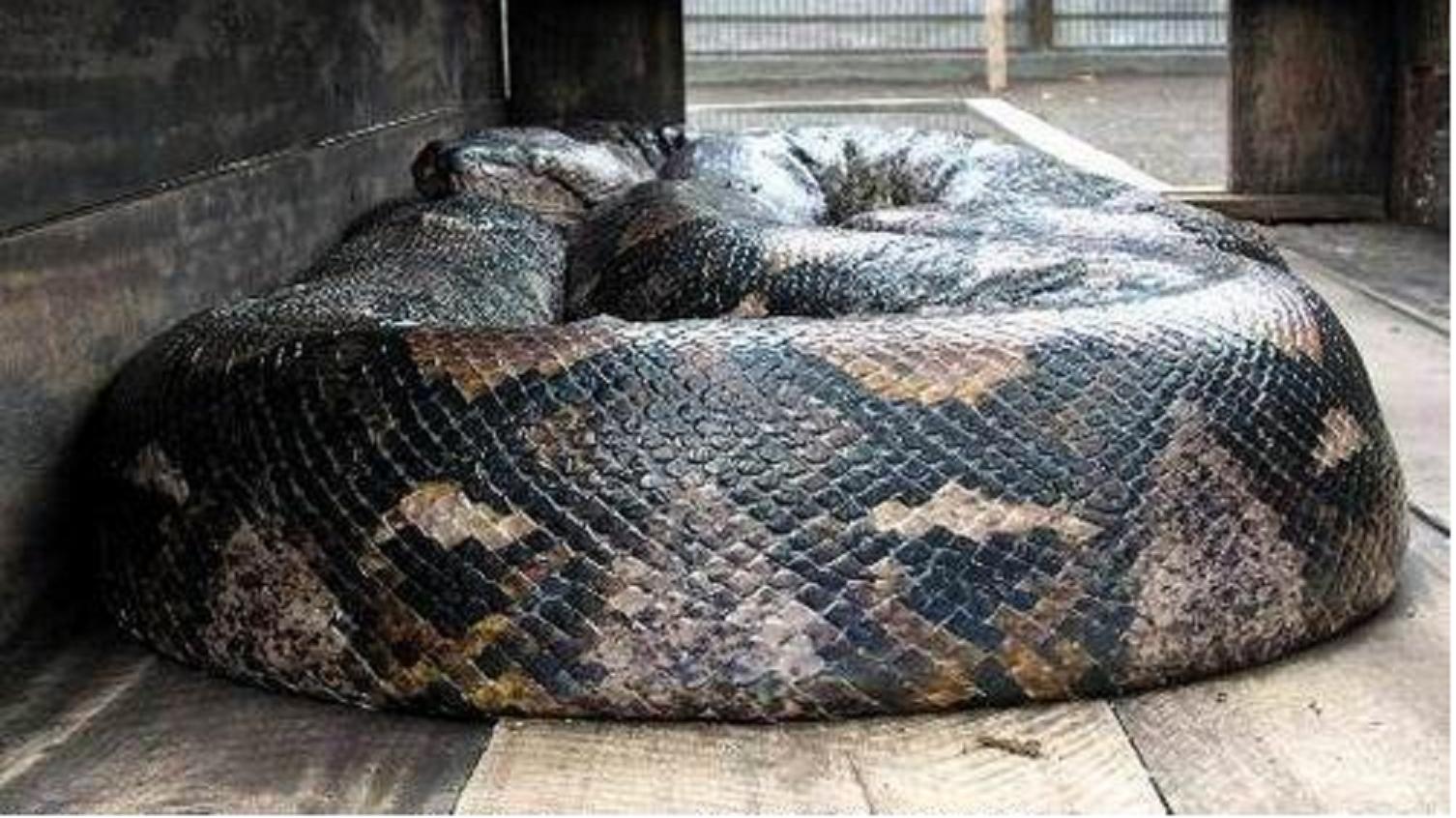 lemmaid="11274632">霸王蟒 /a>,网蟒,是蛇亚目,蛇亚目属大型蟒蛇