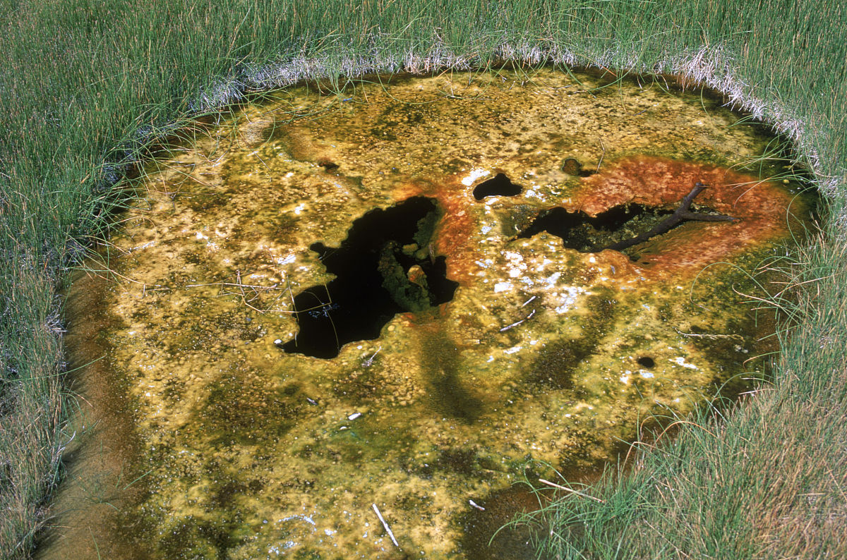  p>硫化细菌属于好气性化能自养型菌,它的消长特性主要决定土壤中该菌