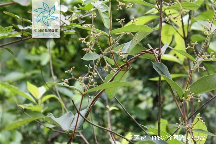  p>马莲鞍,是 a href="#">蒲公英属 /a> a href="#" data-lemmaid="