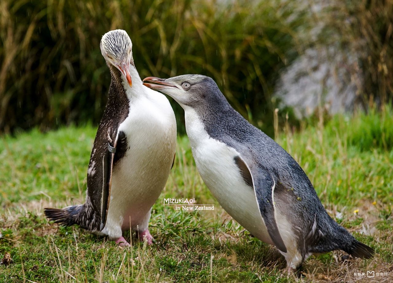  p>奥塔哥半岛位于但尼丁海港的侧面,靠海陆的一面地势高且凹凸不平