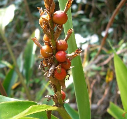  p>箭秆风( a target="_blank" href="/item/学名/8074290" data