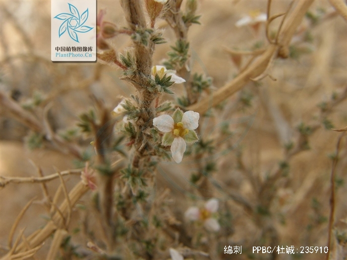  p>绵刺(学名: i>potaninia mongolica /i> maxim.