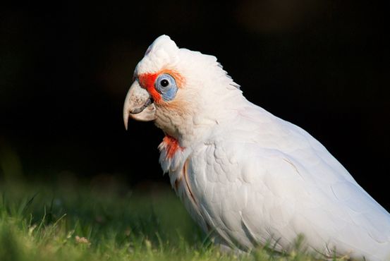  p>长嘴凤头鹦鹉(学名:cacatua tenuirostris)体格粗壮,外型特殊