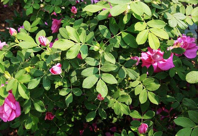 蔷薇的功效作用 你用对了吗 百科ta说