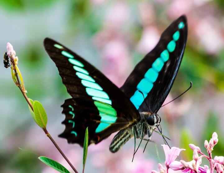  p>青凤蝶,学名graphium sarpedon ,是一种 a ta