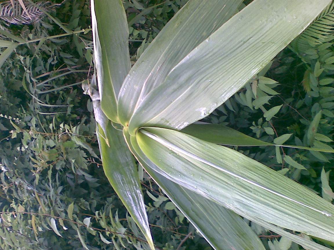  p>粽叶芦(种拉丁名:thysanolaena maxima (roxb.