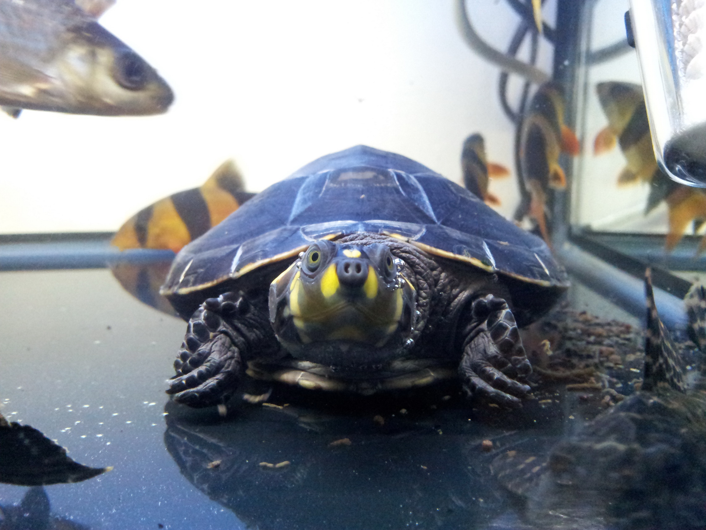  p>黄头侧颈龟(学名: i>podocnemis unifilis /i>)是侧颈龟科,南美侧