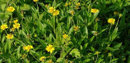  p>卤地菊,中药名.