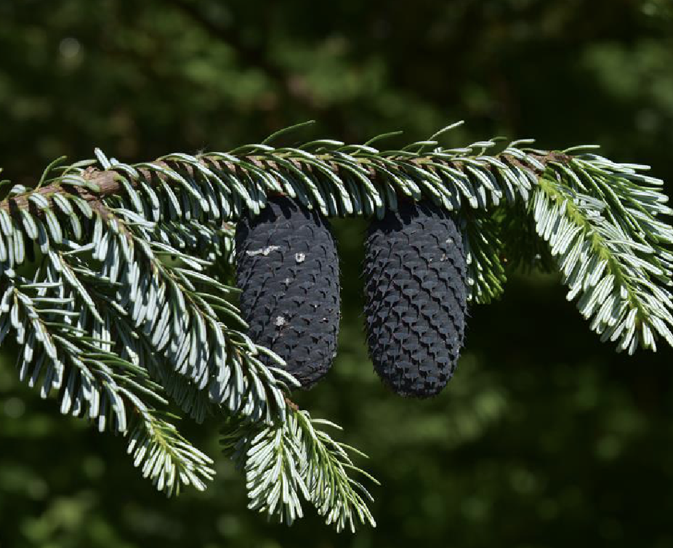 abies fargesii franch.