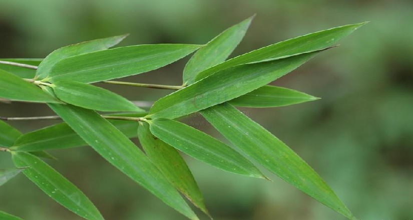  p>箭竹(fargesia spathacea franch)是禾本科,箭竹属竹类植物.