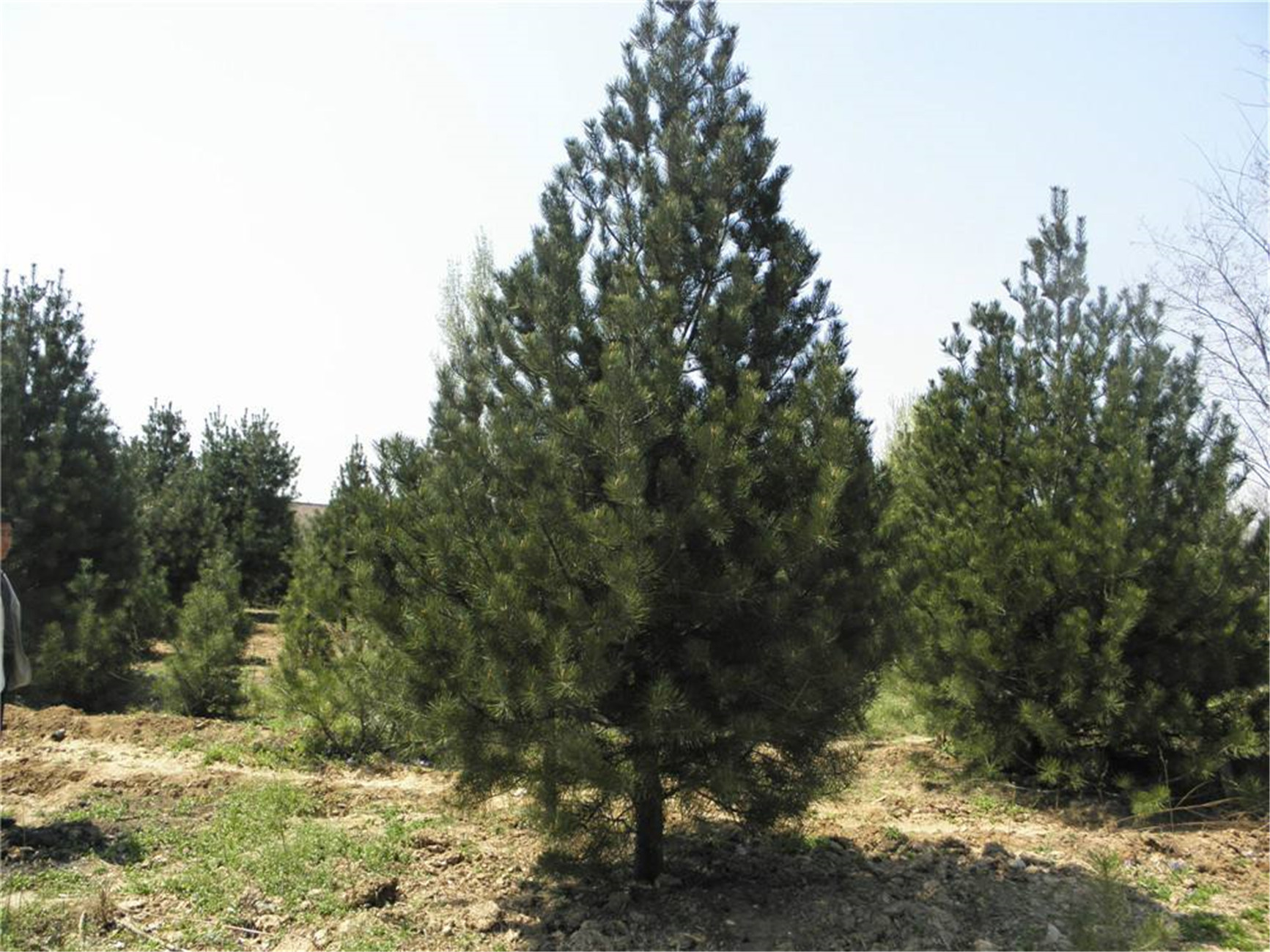 pinus bungeana zucc. ex endl.