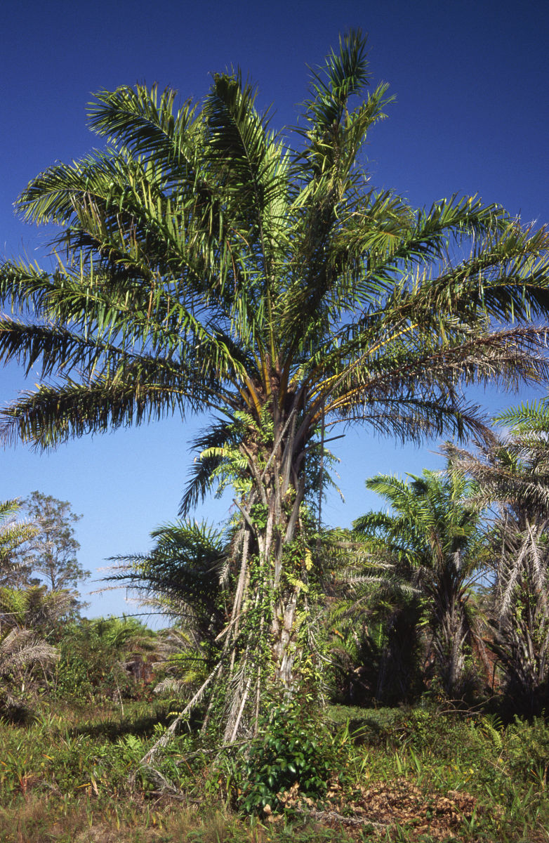 raphia vinifera beauv.