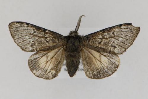  p>北极灯蛾, i>gynaephora rossii /i> (curtis, 1835),灯蛾科灯蛾属