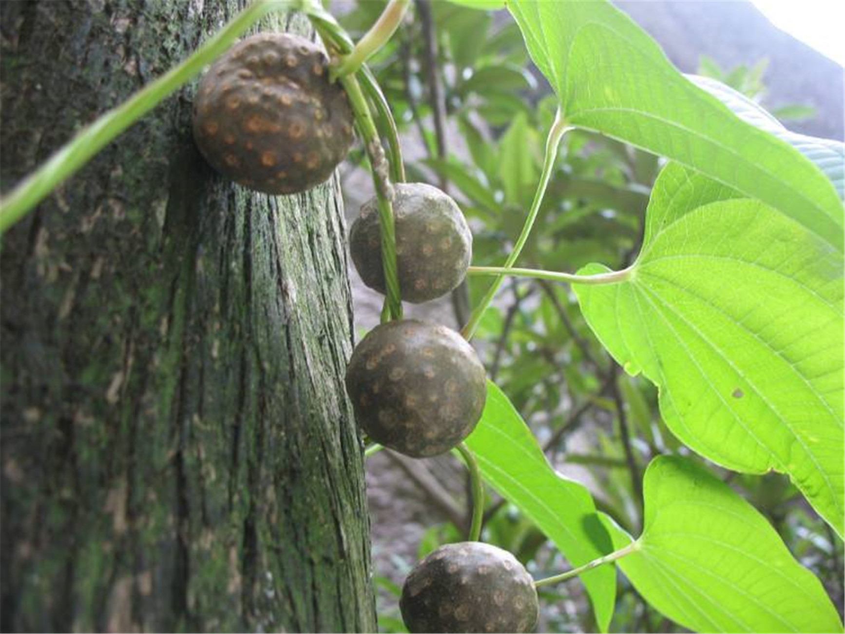  p>黄独(拉丁学名:dioscorea bulbifera l.