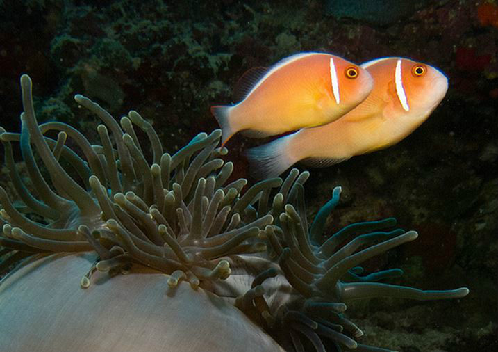  p>粉红双锯鱼(学名: i> /i> i>amphiprion perideraion  /i>): a