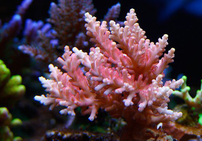  p>树壮鹿角珊瑚是动物界, a target="_blank" href="/item/刺胞动物