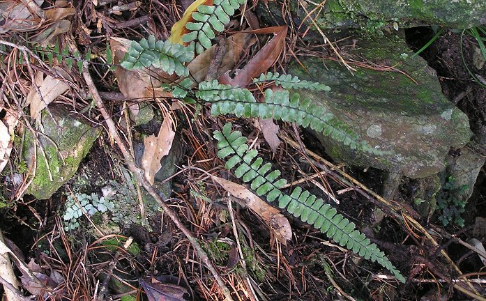 p>倒挂铁角蕨(学名:asplenium normale don)为铁角蕨属下的一个植物